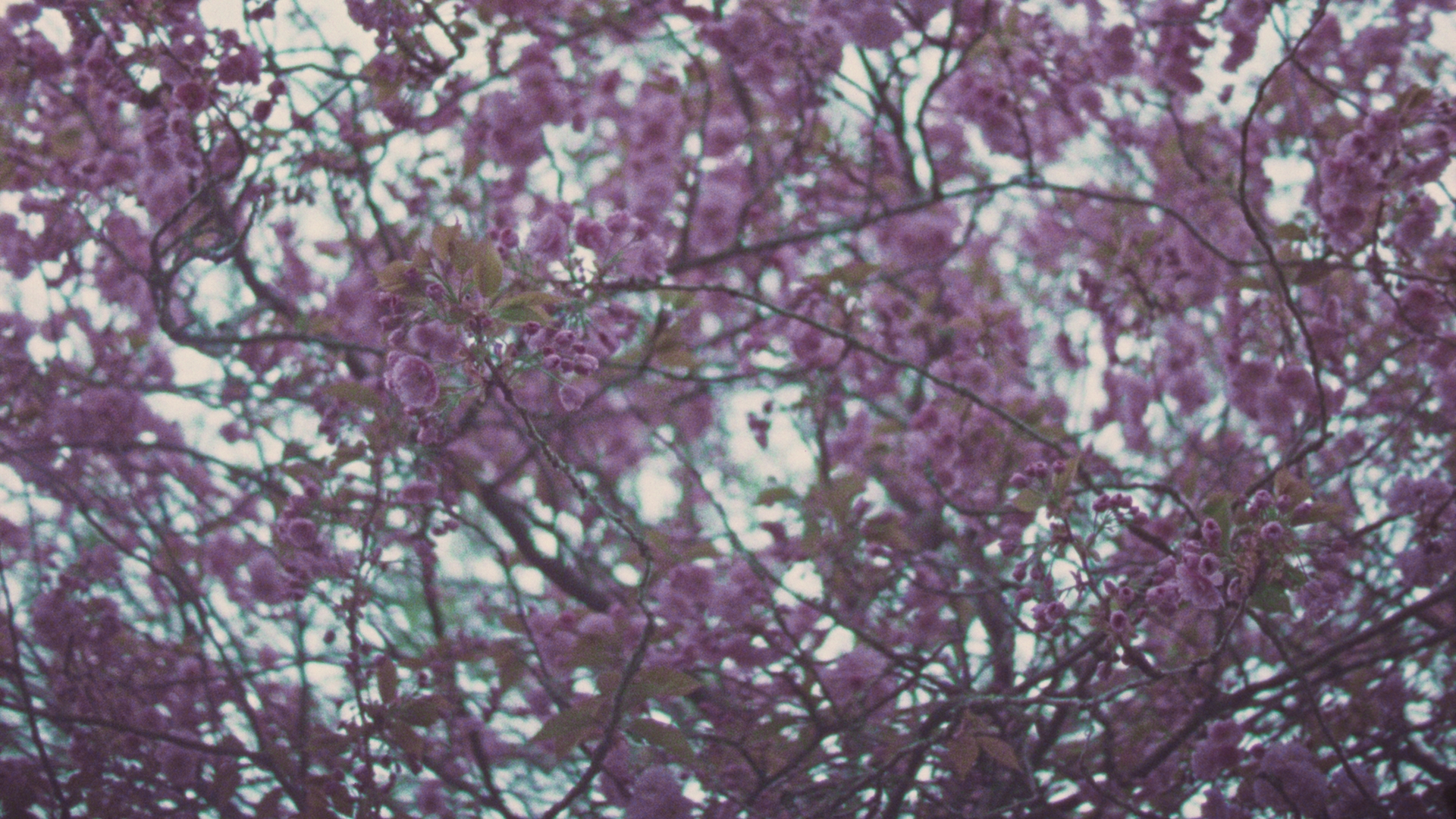 Still from 'Hier bij jou is alles wat ik wil'. A close-up on a tree with cherry blossoms in bloom.